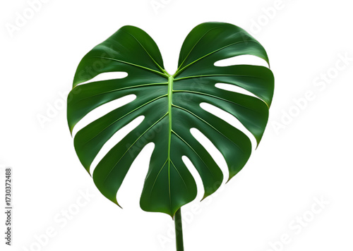 Monstera Deliciosa Leaf on Black Background