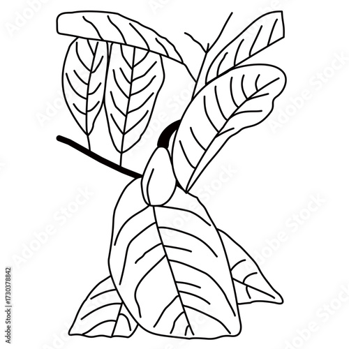 Detailed nutmeg leaf sketch in hand-drawn style. Perfect for herbal packaging, botanical designs, or organic branding.
