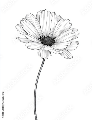 Delicate floral illustration detailed black and white botanical drawing