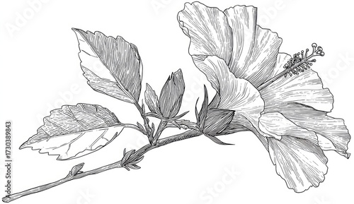 Detailed pen and ink illustration of a hibiscus flower branch