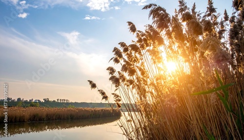 Fototapeta Naklejka Na Ścianę i Meble -  Golden sunset over a tranquil lake with tall grasses
