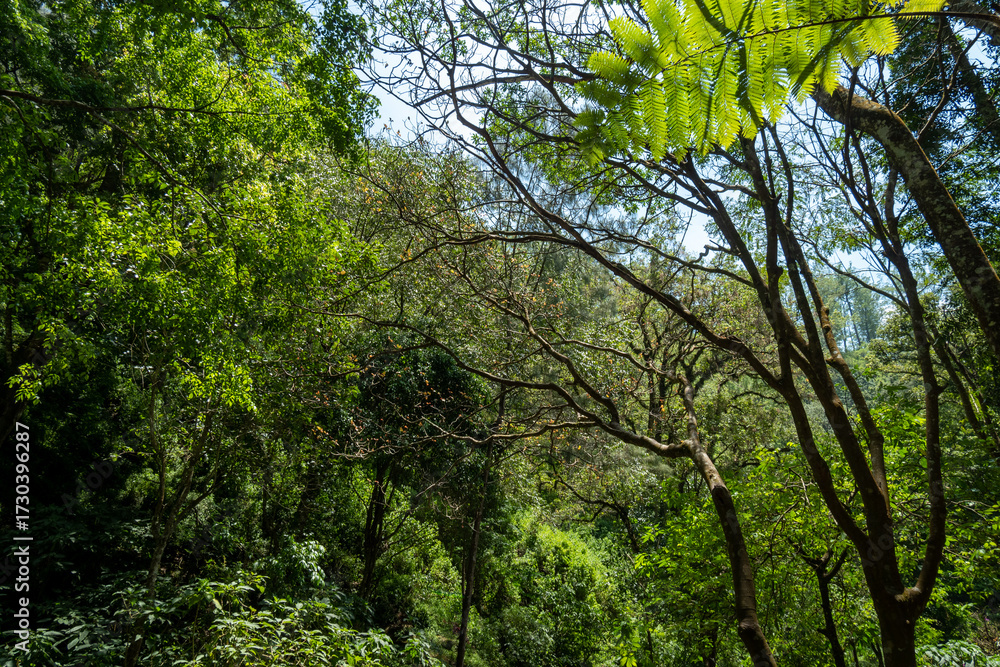 Fototapeta premium trees in the woods