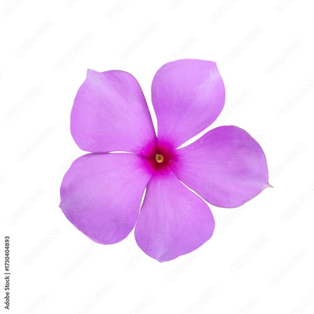 Obraz premium Beautiful Isolated Pink Periwinkle Flower