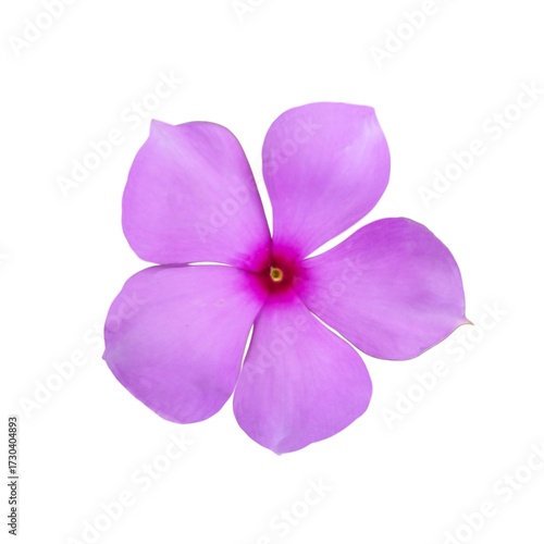 Beautiful Isolated Pink Periwinkle Flower