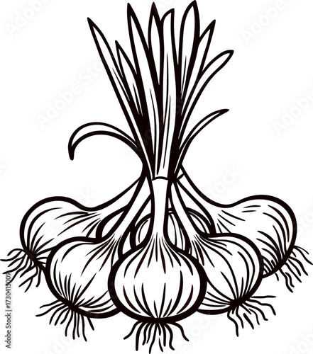 Black and white sketch illustration of fresh spring onions with roots and long green leaves isolated on white background