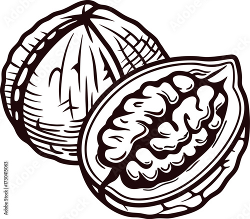 Hand drawn walnut in shell and half walnut isolate vintage engraved food ingredient illustration