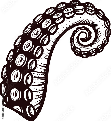 Curled octopus tentacle illustration with detailed suckers in black and white vintage engraving