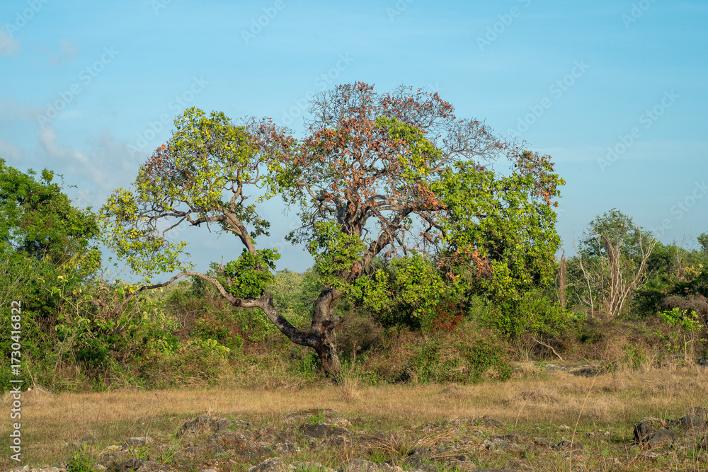 Obraz premium cashew tree