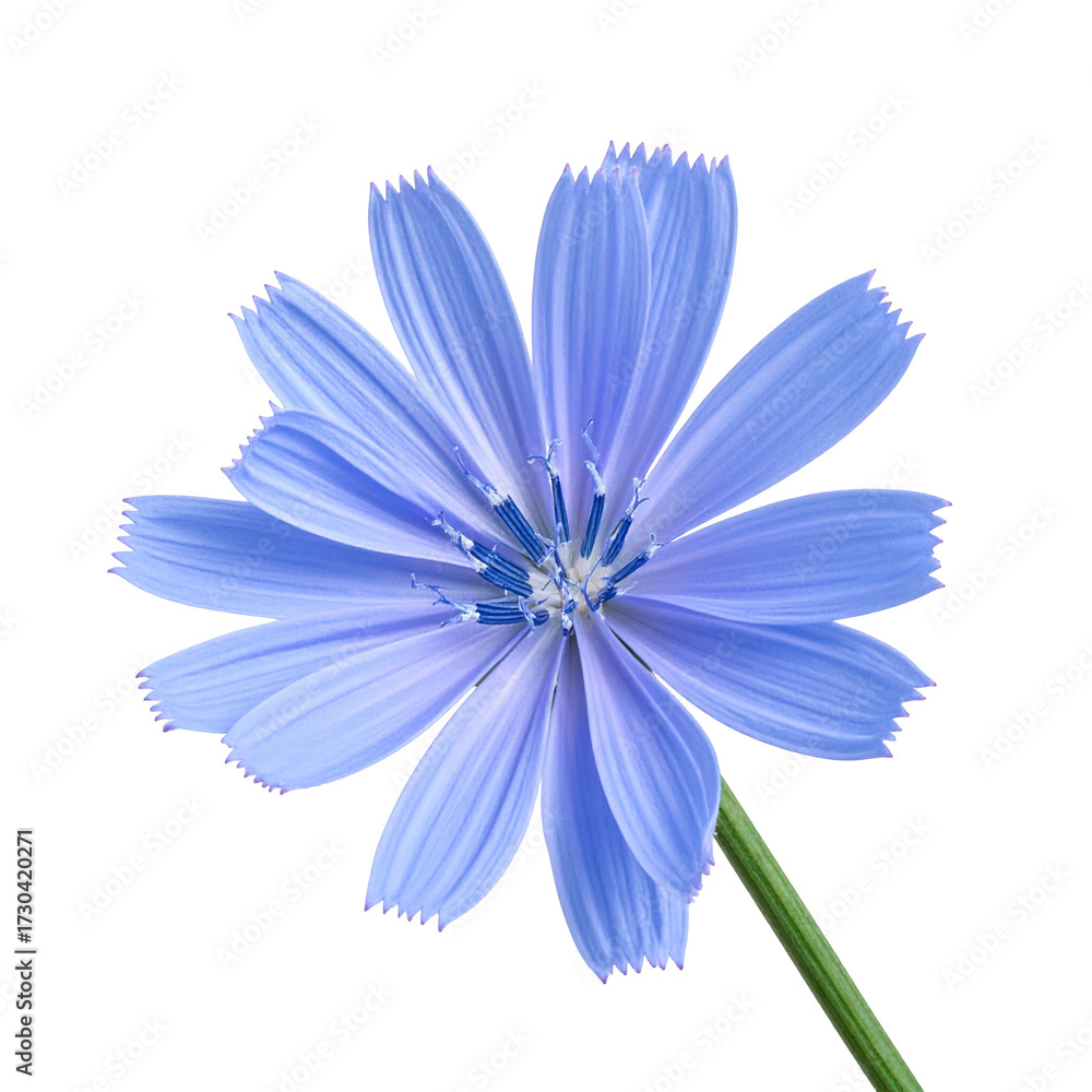 Obraz premium Close-up of a Blue Chicory Flower Isolated on a Black Background