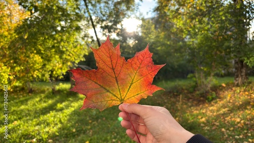 Hand holding a vibrant autumn maple leaf with sunlight filtering through a lush green forest with a blurred background