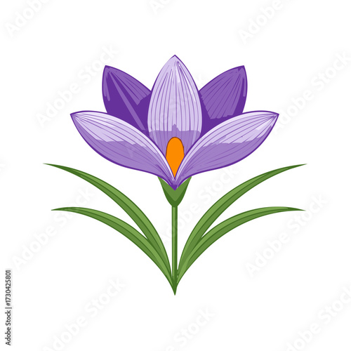 Vivid purple crocus flower drawing for springtime themes garden elements and fresh nature designs