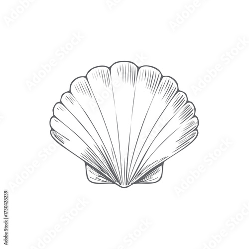 Detailed hand drawn sketch of a scallop seashell