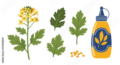 Yellow mustard plant flowers leaves seeds and condiment bottle.