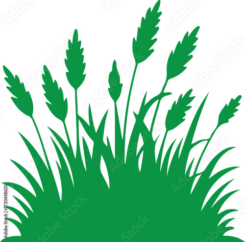 Grass,Wild grass on the river bank.Green grass silhouette;Prairie grass silhouette grass