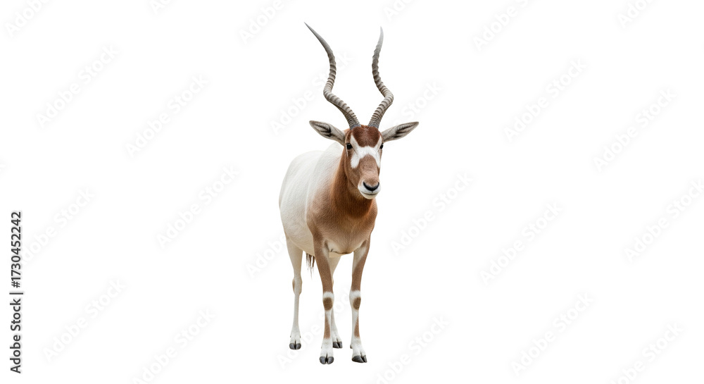 Fototapeta premium Addax with transparent png background