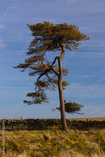Lone Scots Pine on moorland, Weardale, County Durham, England, UK.