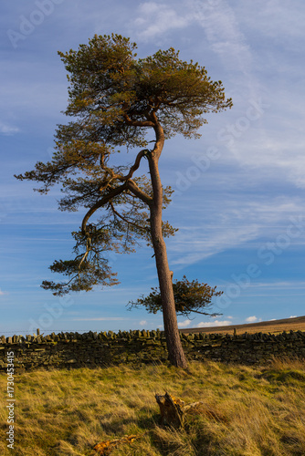 Lone Scots Pine on moorland, Weardale, County Durham, England, UK.