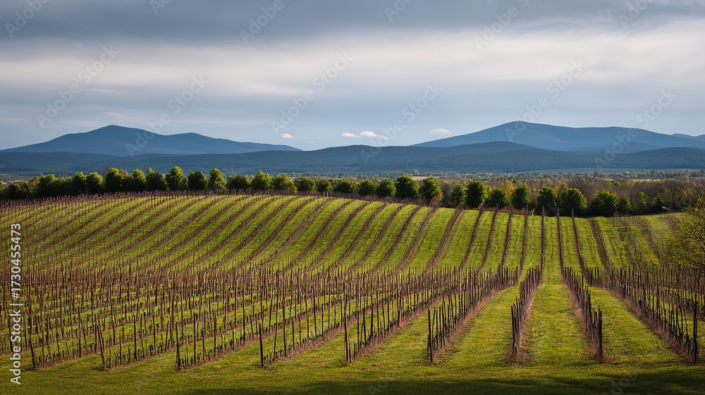 Fototapeta premium Serene vineyard landscape with orderly grapevine rows under natural sunlight, evoking tranquility and growth.