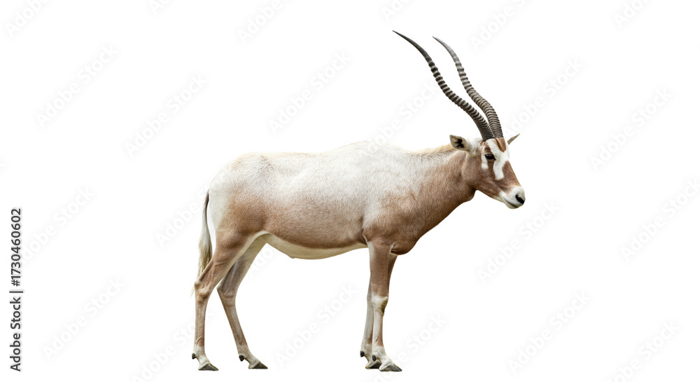 Fototapeta premium Addax with transparent png background