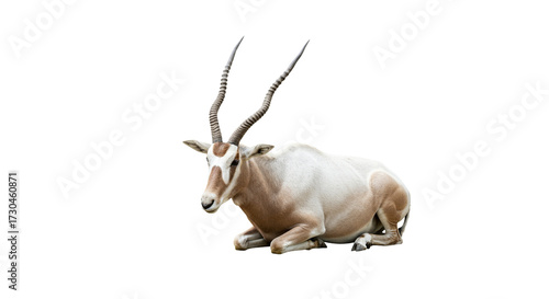 Addax  with transparent png  background