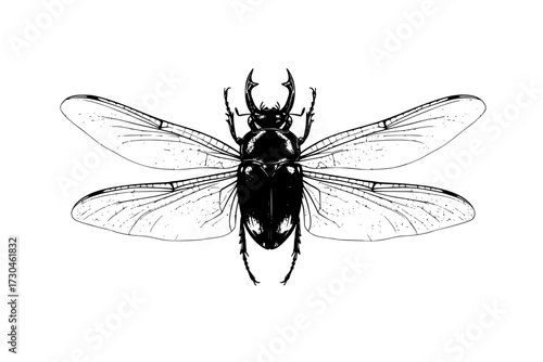 wings set illustration, beetle, insect isolated on white. wing vector. Realistic Dragonfly Wings