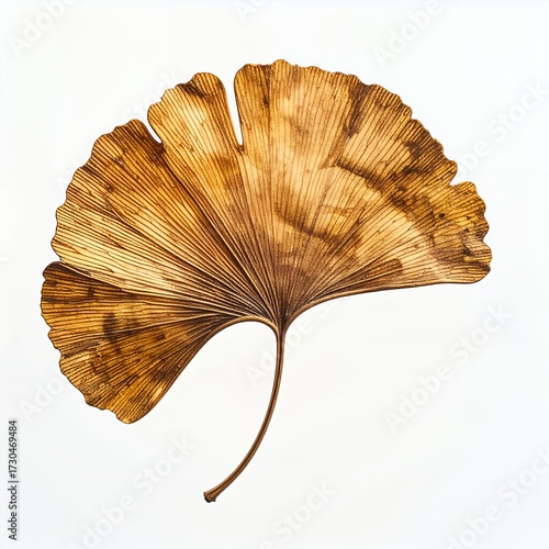 Ginkgo biloba leaf portrait on clean white background highlighting its intricate veins