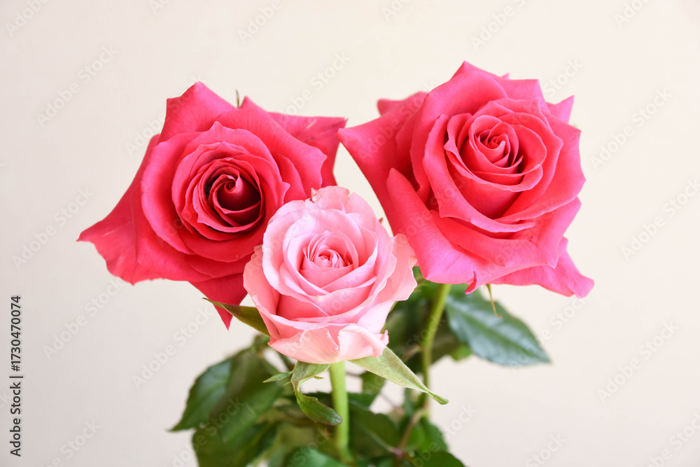 Obraz premium ピンクのばら