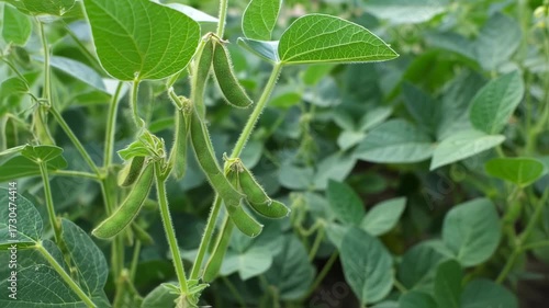 Wallpaper Mural Close up of green soybean pods growing on a plant in a field. Torontodigital.ca