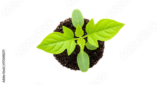 Young Green Plant Seedling Growing in Soil for Gardening and Sustainability