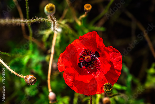 Close-up Photo of a Bright Red  Poppy
