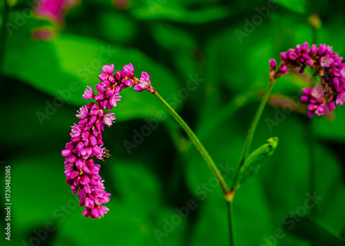 Close-up Photo of a Princess Feather Flower