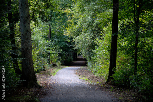 Weg im Königsforst bei Köln.