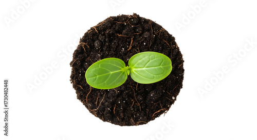 Young Green Seedling Growing in Dark Soil on White Background