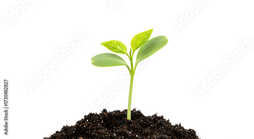 Young Green Seedling Growing in Soil on White Background