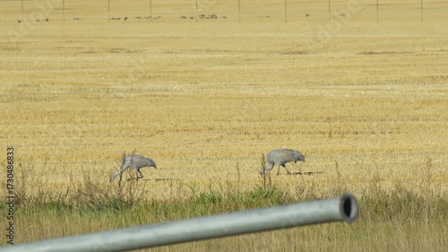 Two Sandhill Cranes Walk and Feed on Edge of Wheat Field
