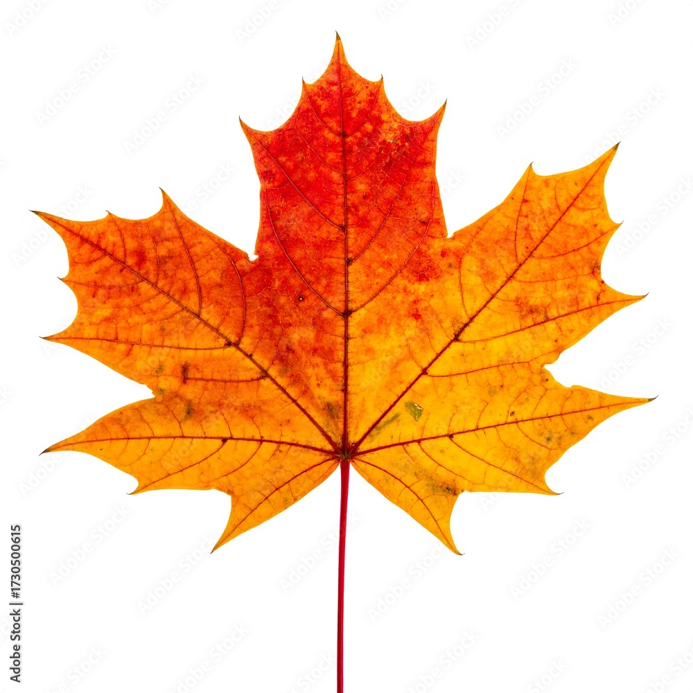 Obraz premium Autumn maple leaf against white