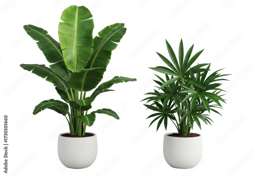 Obraz premium Vibrant green banana plant, pronounced white venation, and exotic dark green plant, starburst leaves, in matte white planters on transparent studio background, top-down, diffused light. Concept of