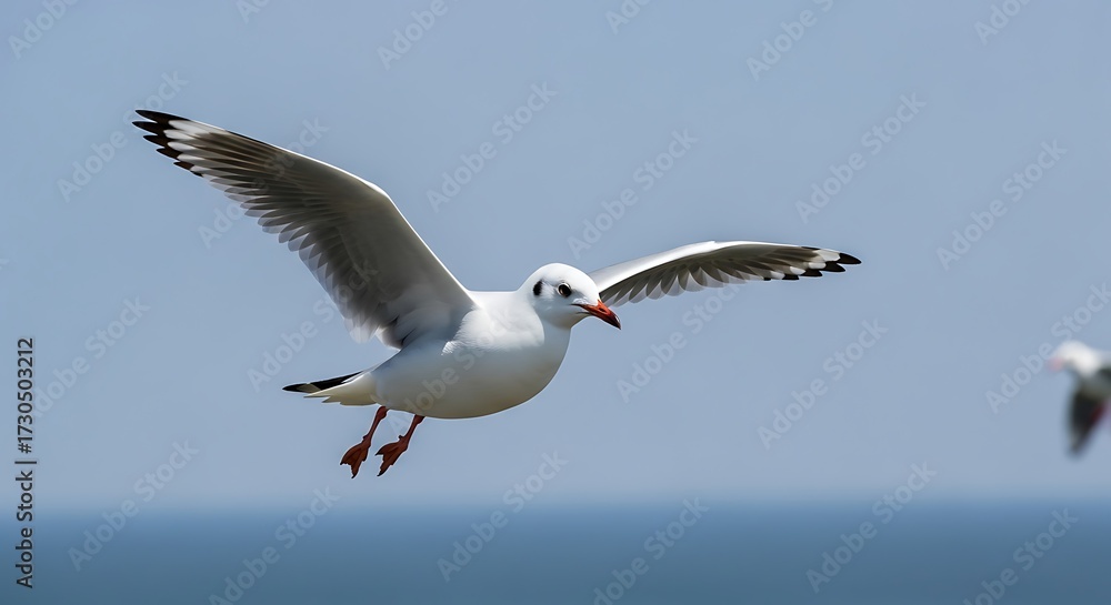 Obraz premium Seagull in Flight Above Water.