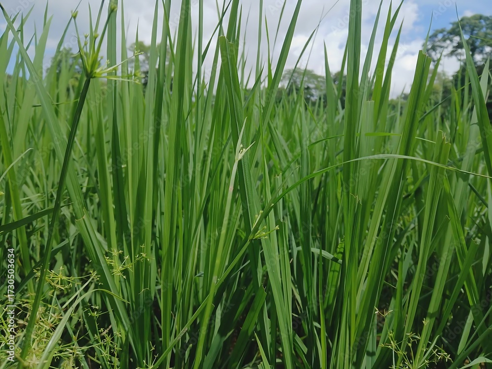 Fototapeta premium Close-up view of vibrant green grass stalks reaching towards a bright sky outdoors