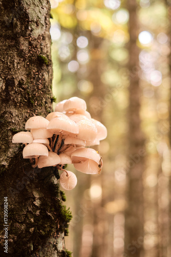 Gruppo di funghi bianchi su tronco d’albero nel bosco