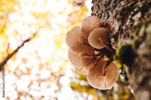 Funghi bianchi su tronco d’albero in foresta autunnale