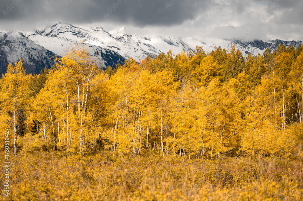 Fototapeta premium Dramatic landscape of yellow aspen trees during fall foliage with snowcapped mountain under the overcast sky. Golden autumn scenery at Gunnison National Forest in Colorado, USA.