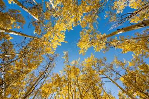 Yellow aspen tree canopy during fall foliage in Colorado, United States. Looking up through golden aspen forest in autumn against the clear blue sky. Leaves changing color from low angle view
