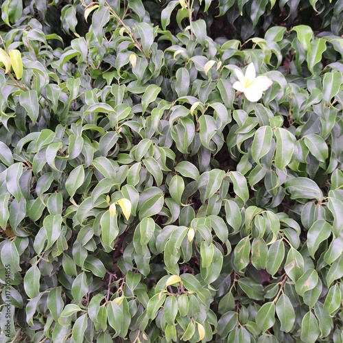 close up of a plant