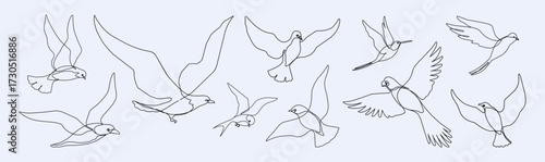 Bird icon. Line continuous logo, simple single flying gull. Eagle, swallow or dove tattoo, hawk flight in various, position. Freedom symbol, minimalistic logotype. Vector fauna illustration