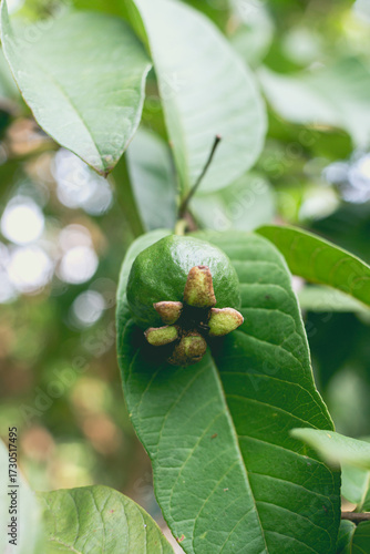 Close up small green guava on the tree