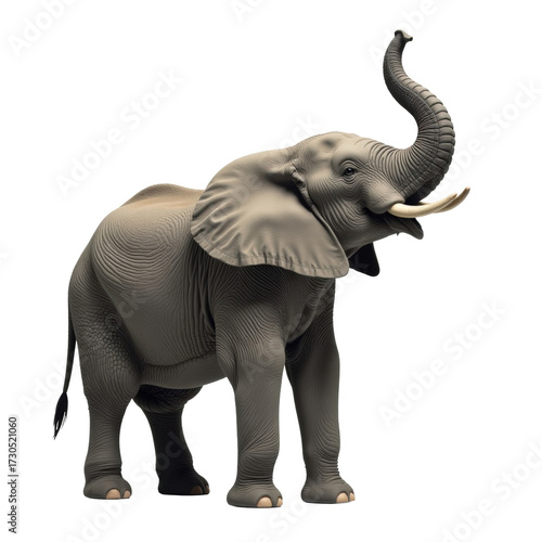 Large elephant standing isolated on white background for design. Elephant is smiling and has its trunk raised.