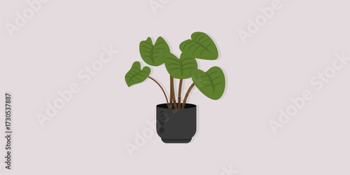 Minimalist Green Indoor Plant in Black Pot