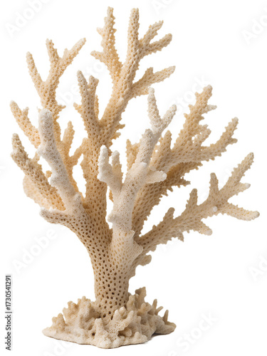 piece of staghorn coral isolated on transparent background