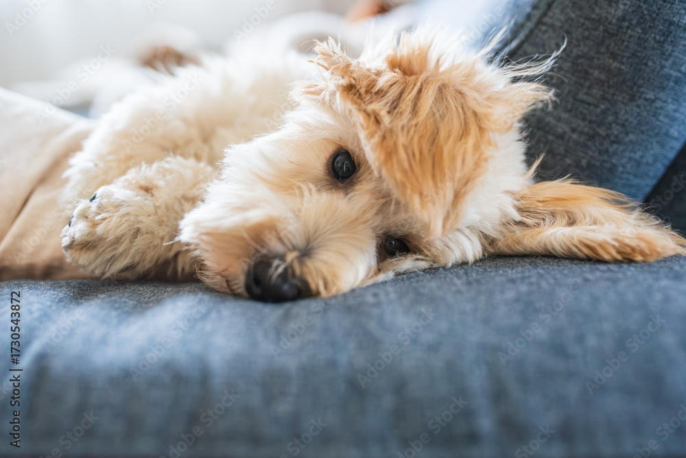 custom made wallpaper toronto digitalFluffy Malipoo (Moodle) puppy dozing off on a large sofa.
